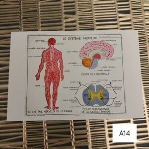 French Language Single Postcard Art - Vintage Anatomy - Nervous System A14